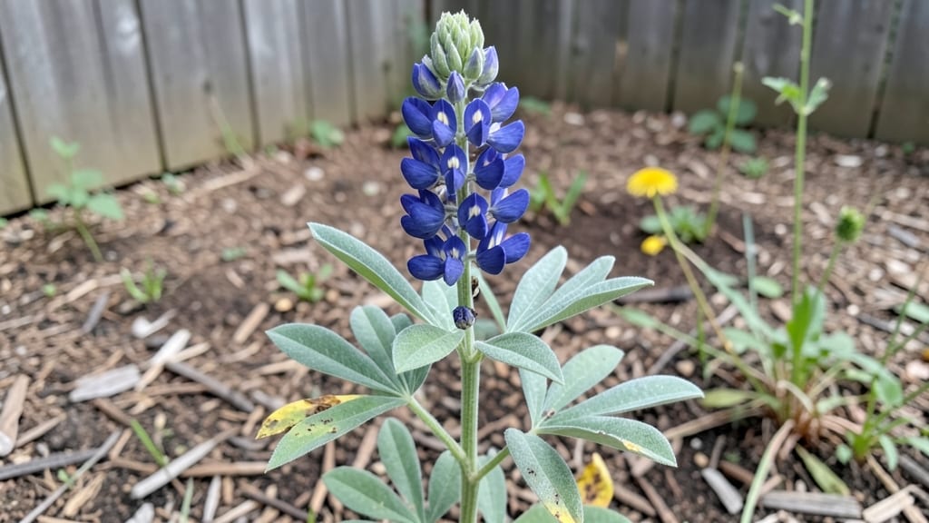How Long Do Lupine Flowers Bloom: Exact Duration and Peak Season Insights