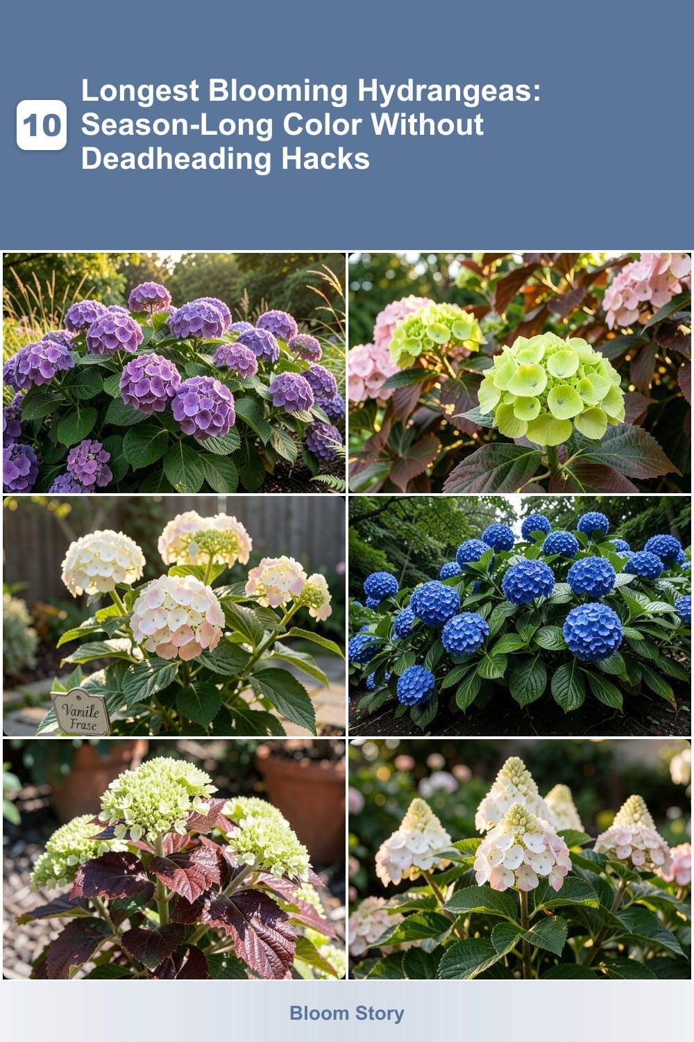 10 Longest Blooming Hydrangeas: Season-Long Color Without Deadheading Hacks