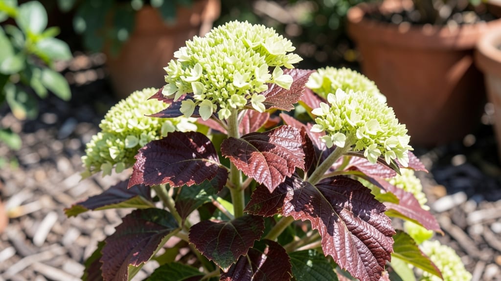Little Lime Oakleaf Hydrangea