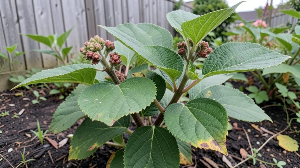 What Do Hydrangeas Look Like Before They Bloom: Leaf Shape and Bud Stages Explained